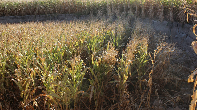 Konya'da 3 yeni obruk oluştu