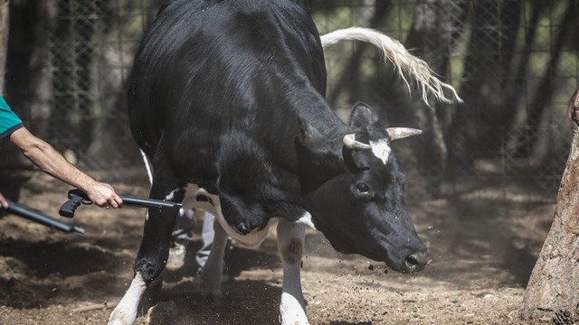 Kurban Bayramı'na doğru