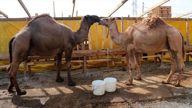 Kurban Bayramı'na doğru