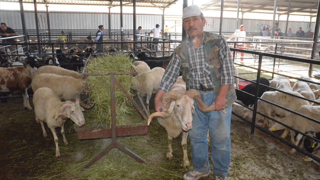 Kurban pazarının Kocaoğlanları ilgi görüyor