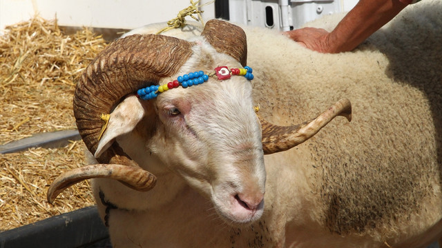 Kurbanlık pazarının gözdesi Gırbiş