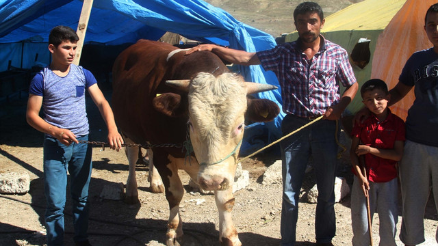 Kurbanlık Polat ve Cahit alıcılarını bekliyor