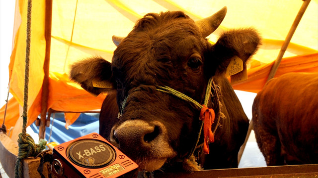 Samsunda bir besici kurbanlıklara arabesk dinletiyor