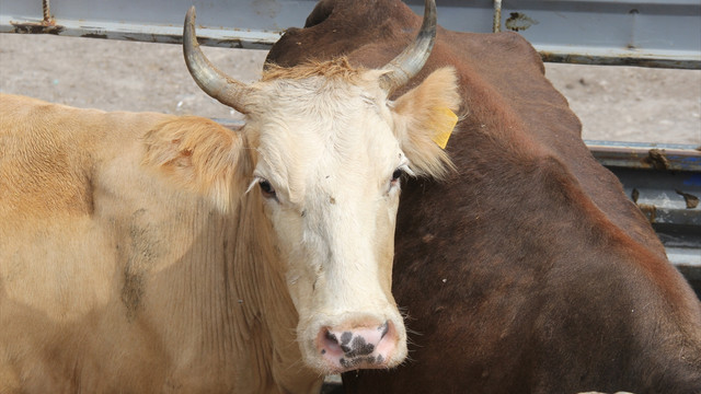 Kurbanlıklara sevk öncesi sıkı denetim uygulanıyor