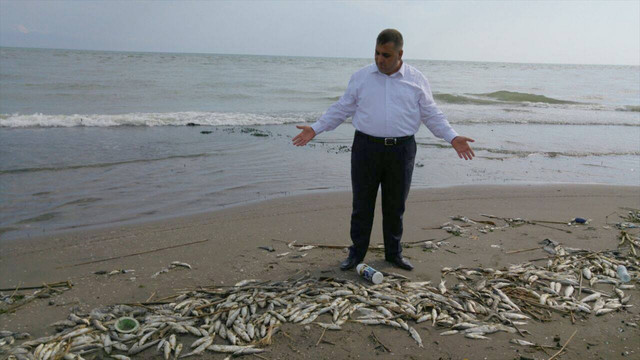 Mersin'de çok sayıda ölü balık bulunması