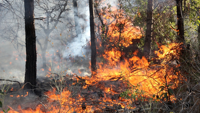 Mersin'de orman yangını