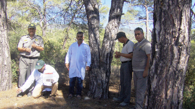 Mersin'de ormanlar kabuk böceği yırtıcısıyla korunacak
