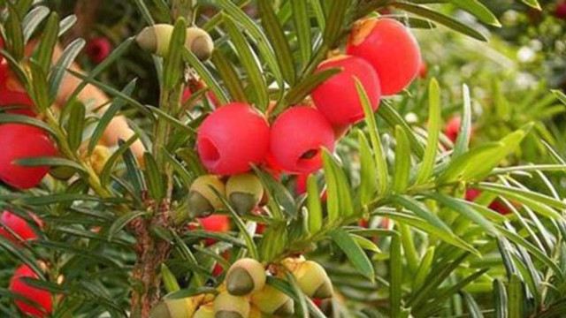 Maçka Parkı’nda ağaçtan yediği meyve yüzünden hayatını kaybetti