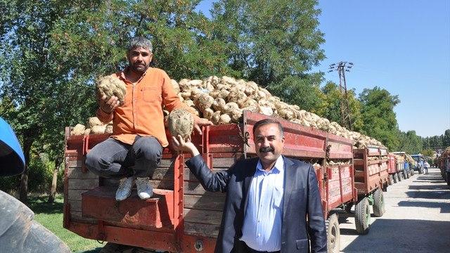 Muş'ta şeker pancarı alımı