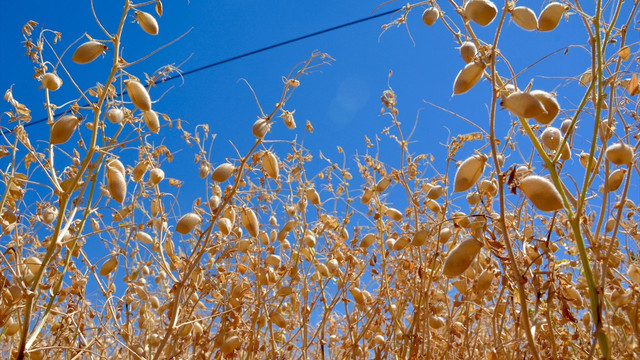 Nohut çiftçinin yüzünü güldürdü