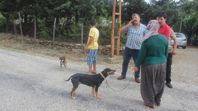 Osmaniye'de kuduz karantinası