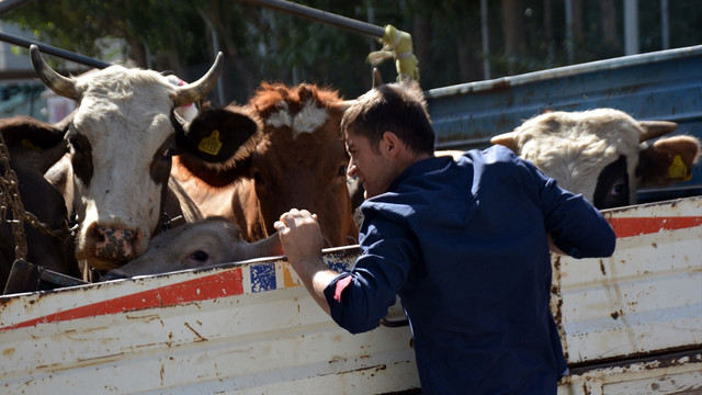 Polisin durdurduğu kamyonetten çalıntı inek çıktı