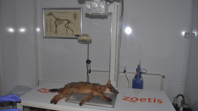 Yaralı tilki yavrusu ve porsuka köylüler sahip çıktı