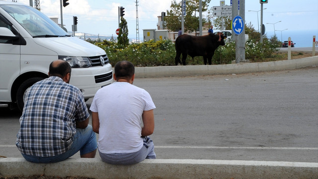 Sahibinin elinden kaçan boğa zor anlar yaşattı