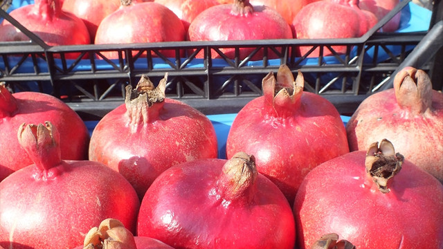 Mersin Silifkede nar hasadı başladı