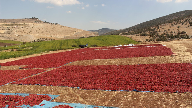 Sınır hattında hasat kardeşliği