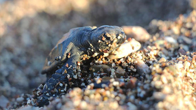 Son caretta caretta yuvasından çıkan yavrular denizle buluştu