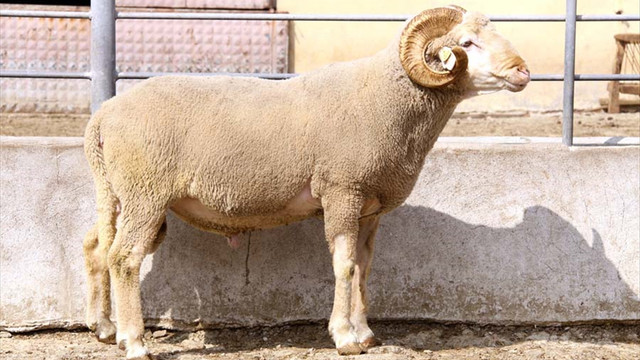 Tekirdağ Karacabey Merinosunun ıslah merkezi olacak