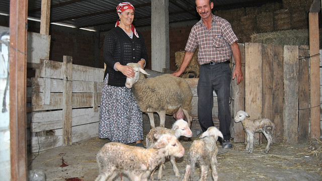 Tekirdağ’da bir koyun beşiz doğurdu