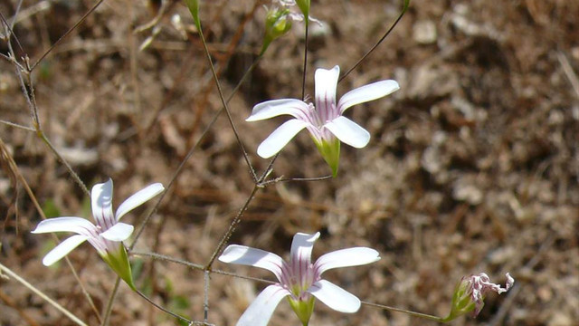 Tunceli'de yeni bir endemik tür tespit edildi