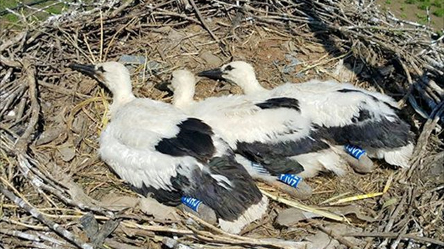 Verici ile izlenen yavru leylekler elektrik akımına kapıldı