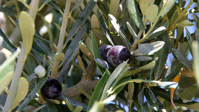 Yeniden dikilen 800 yıllık zeytin ağacı meyve verdi