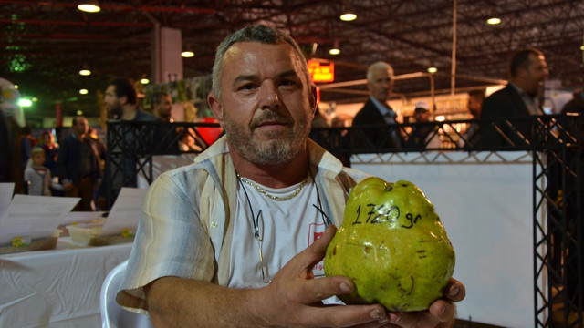 1 kilo 720 gram ağırlığında armut yetiştirdi