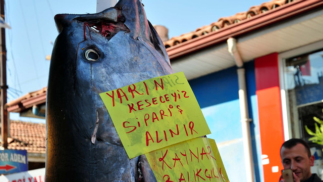 220 kilogram orkinos ilgi odağı oldu