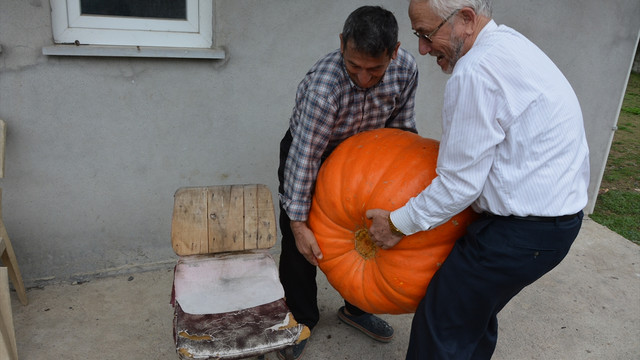 90 kilogramlık bal kabağı yetiştirdi