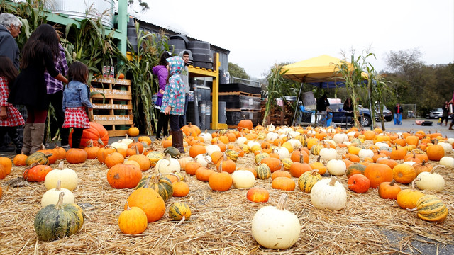 ABD'de 866 kilogramlık bal kabağı sergilendi