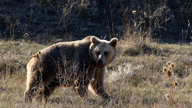 Aç kalan boz ayı köye geldi