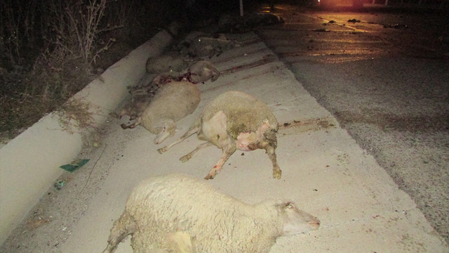 Afyonkarahisar'da otobüsün çarptığı 30 koyun telef oldu