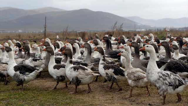 Ardahan'da 11 aileye 400'er kaz dağıtıldı