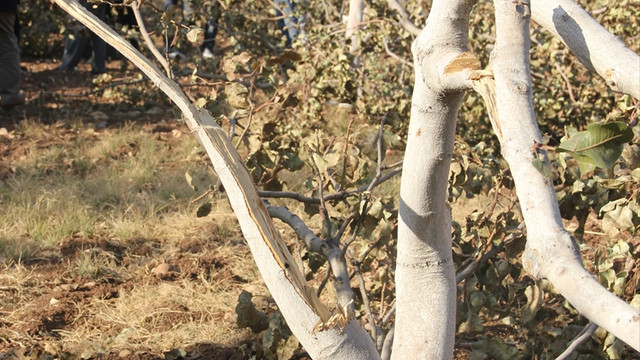 Bahçesindeki fıstık ağaçlarını kesenlerden şikayetçi oldu