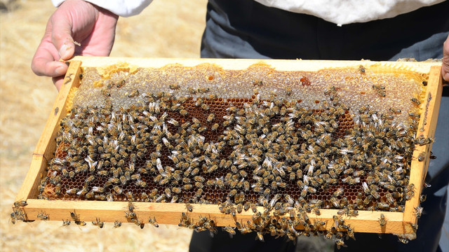 Bitlisli bal üreticileri istediği verimi alamadı