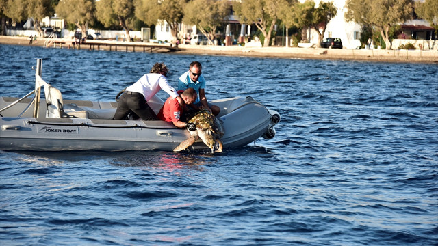 Bodrum'da, caretta caretta kurtarma operasyonu