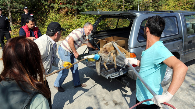 Bolu'da otomobilin çarptığı tilki tedavi altına alındı