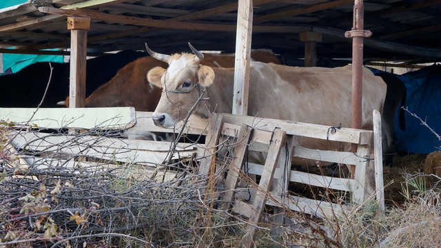 Bulgaristan'da otlarken 4 sığır sınırı geçti