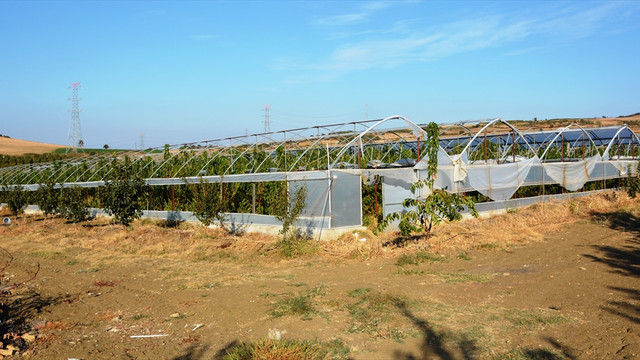 Çatlamasın diye kirazı serada üretecek