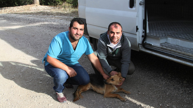 Dağdaki başıboş köpekler barınağa yerleştirildi