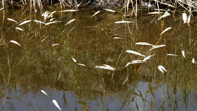 Fethiye'de toplu balık ölümü