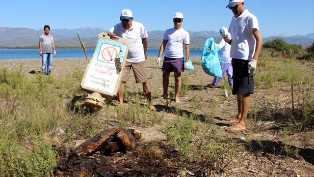 Fethiye'de yakılmış caretta caretta bulundu