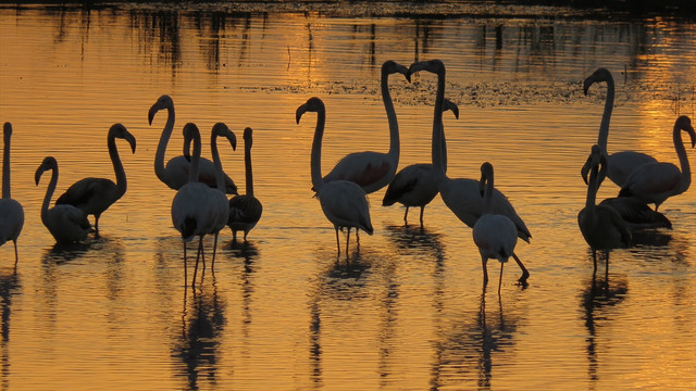 Flamingolardan gün batımında görsel ziyafet