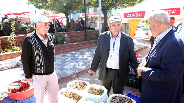 Kaman cevizi görücüye çıktı