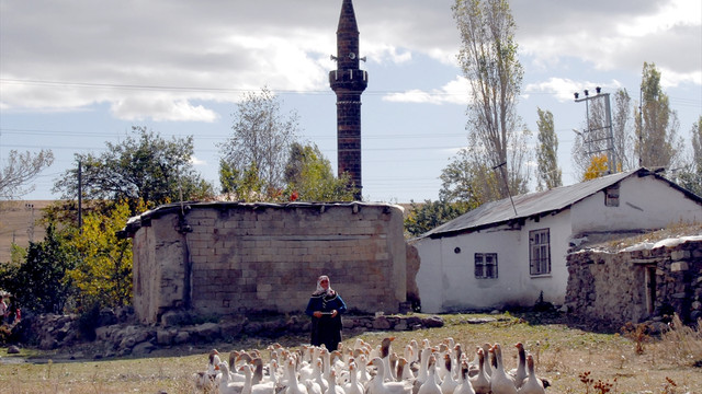 Kars'ta kazlar besiye alındı