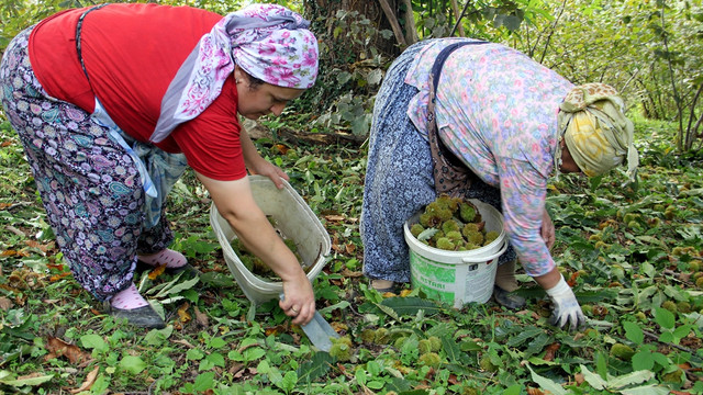 Kestane üreticisinin umudu kar yağışında