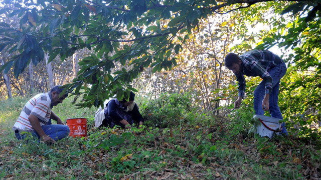 Kışın vazgeçilmezi kestane pazara indi