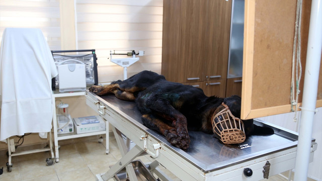 Köpeğini korumak için ateş edince baba ve oğlunu yaraladı