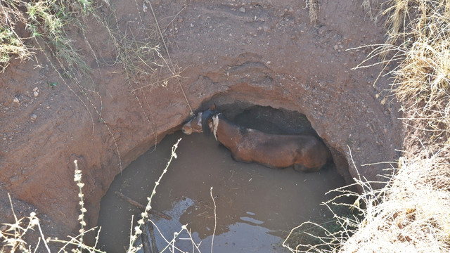 Kuyuya düşen at iş makinesiyle çıkarıldı