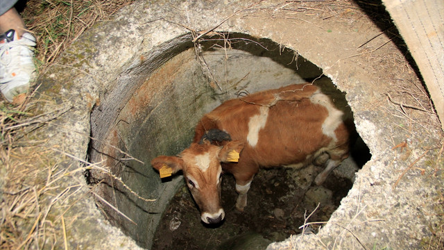 Kuyuya düşen danayı itfaiye kurtardı